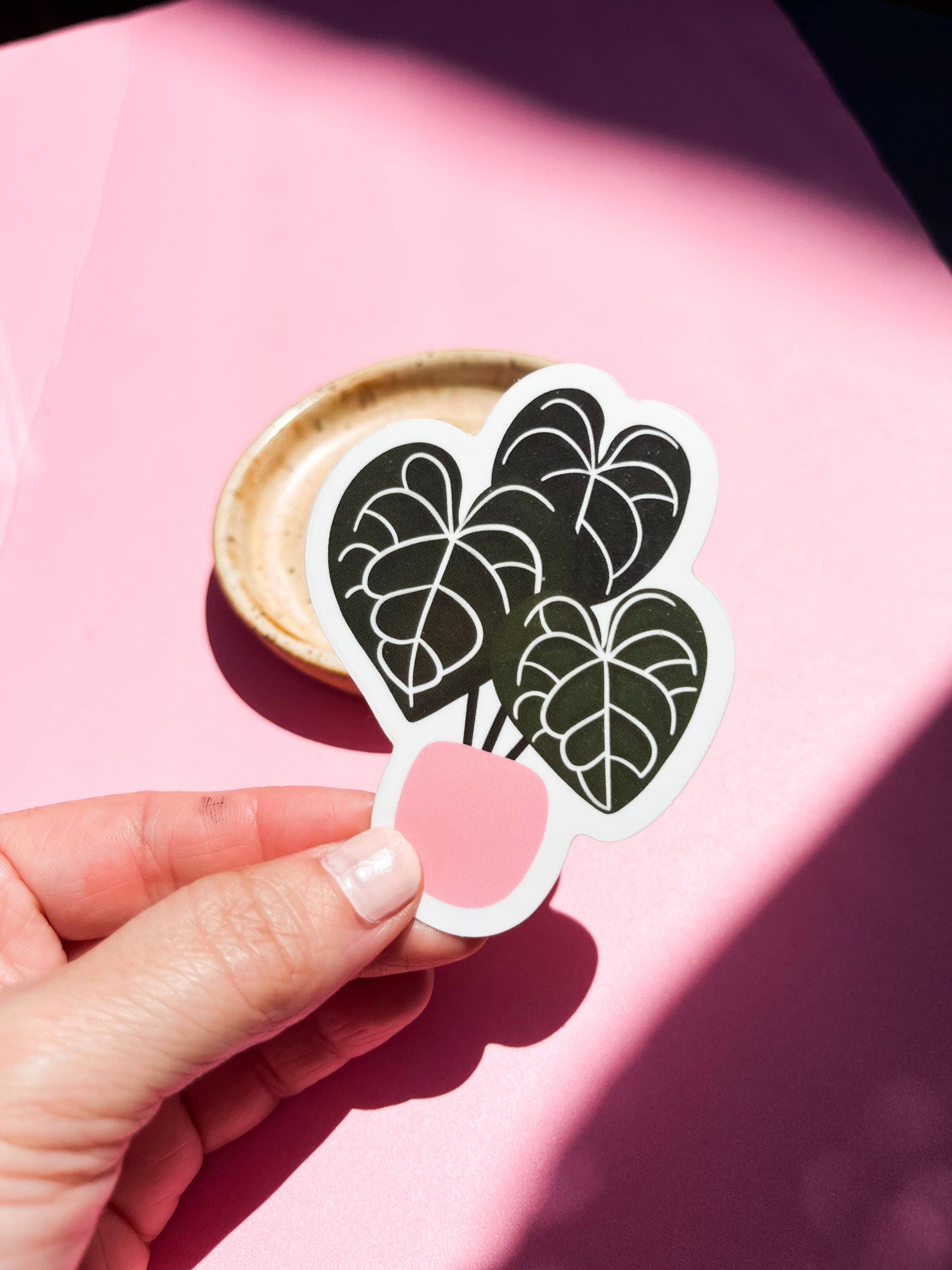 Anthurium Clarinervium Plant Sticker