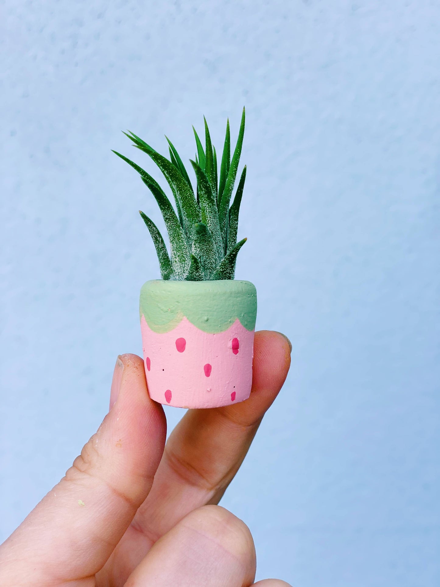 Strawberry Mini Pot and Plant