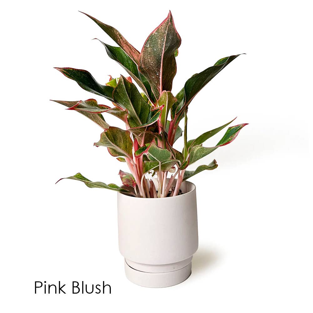 Casey Pots and Planters: White