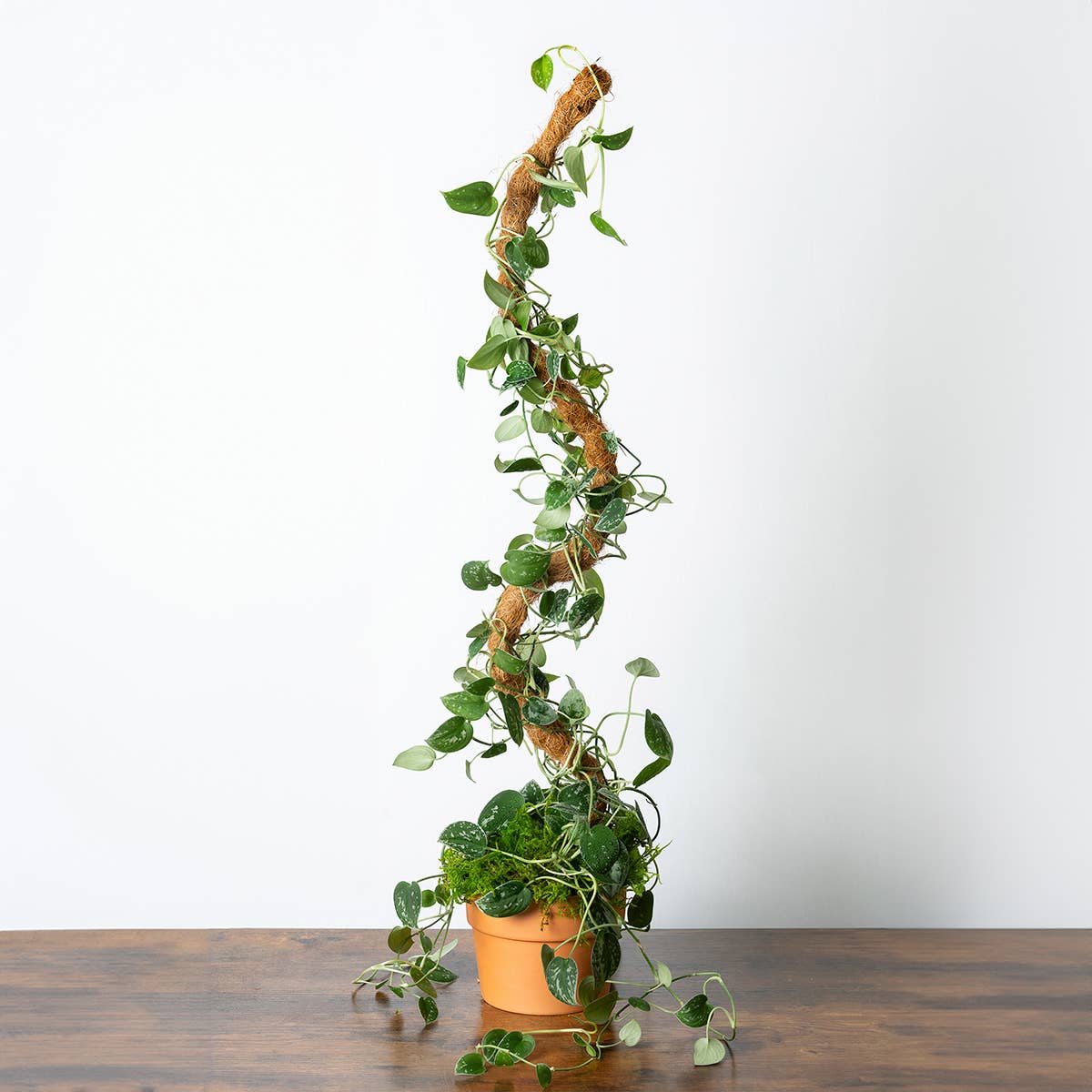 The SuperMoss Bendable SuperPole.: Coco Fiber Pole