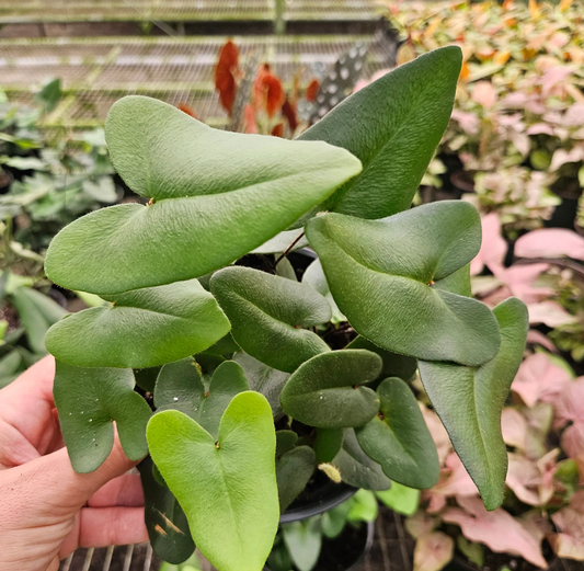 4" Pteris Heart Fern