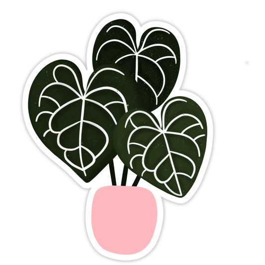 Anthurium Clarinervium Plant Sticker