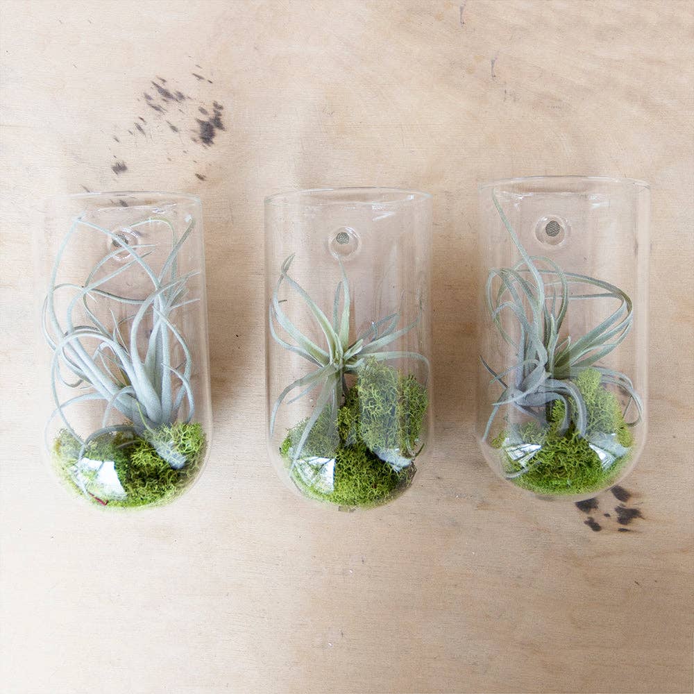 Hudson 2 Wall Cup, Hanging Glass Planter / Vase