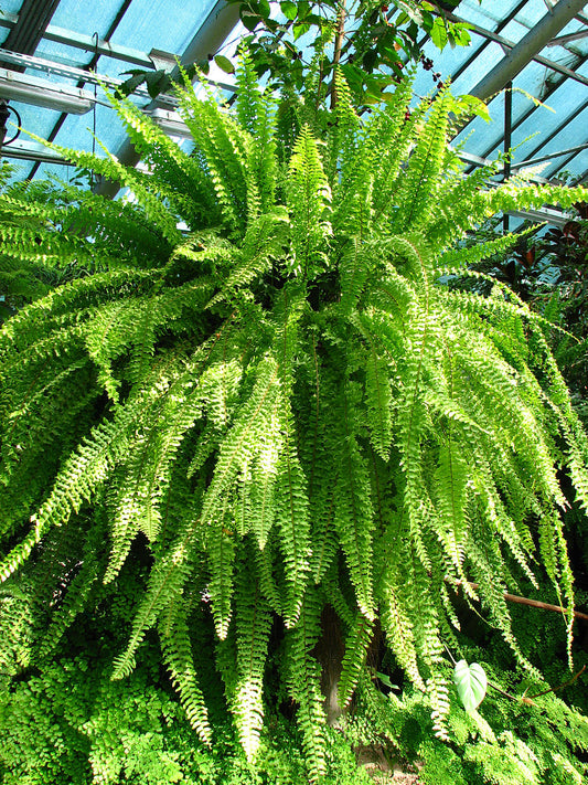 2" Nephrolepis exaltata Fern