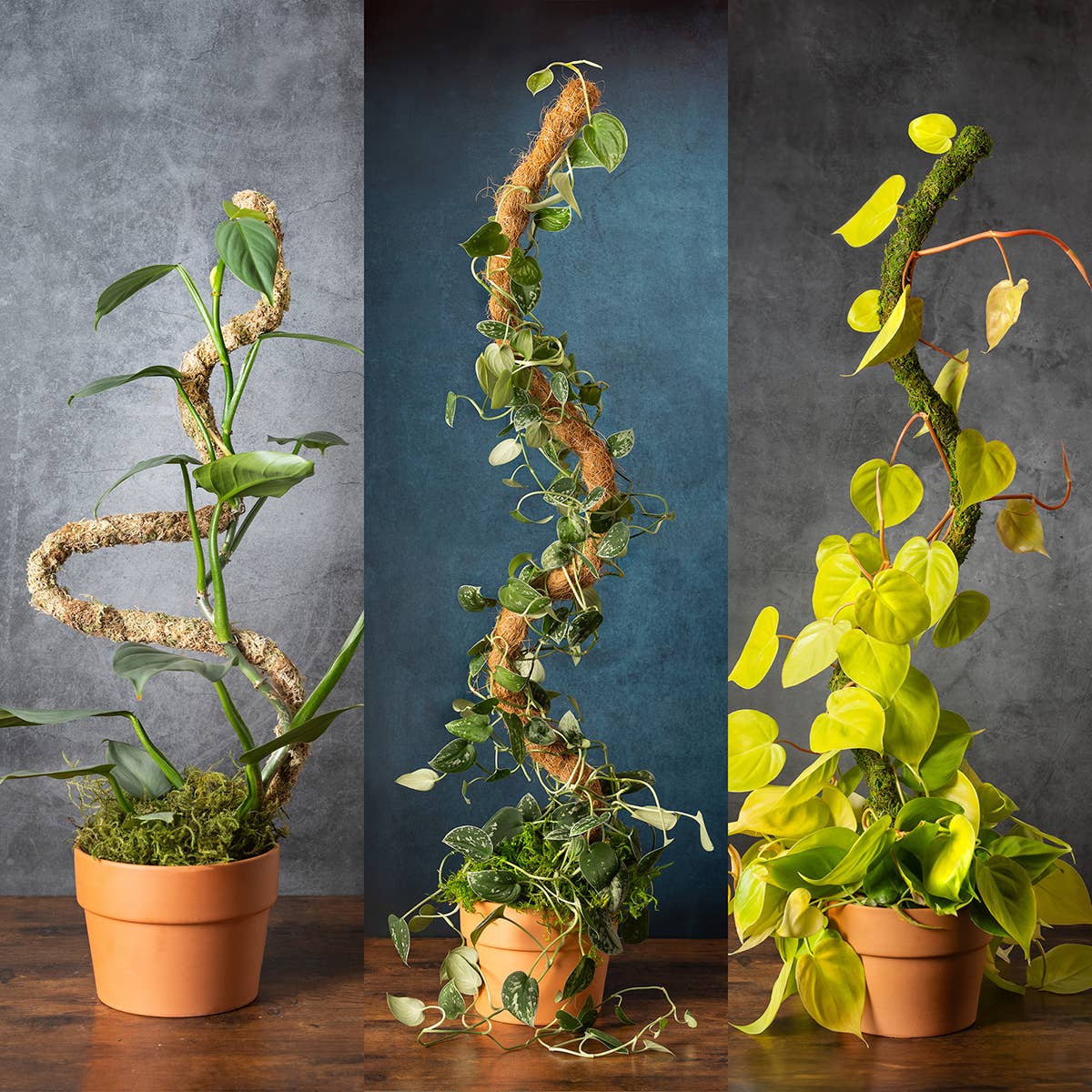 The SuperMoss Bendable SuperPole.: Coco Fiber Pole