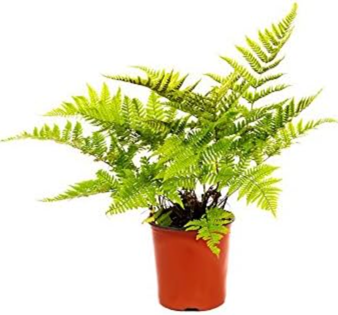 autumn fern 6"