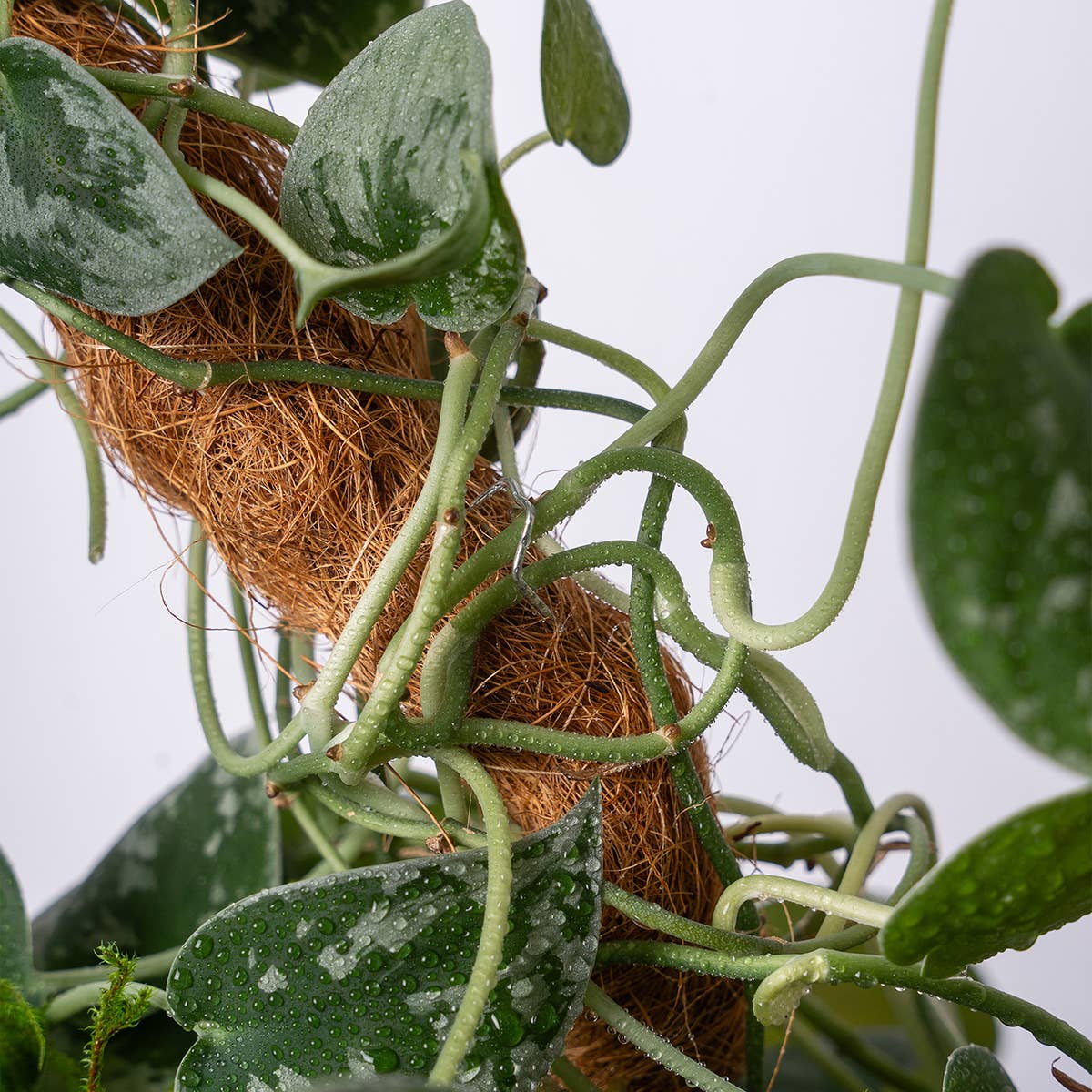 The SuperMoss Bendable SuperPole.: Coco Fiber Pole