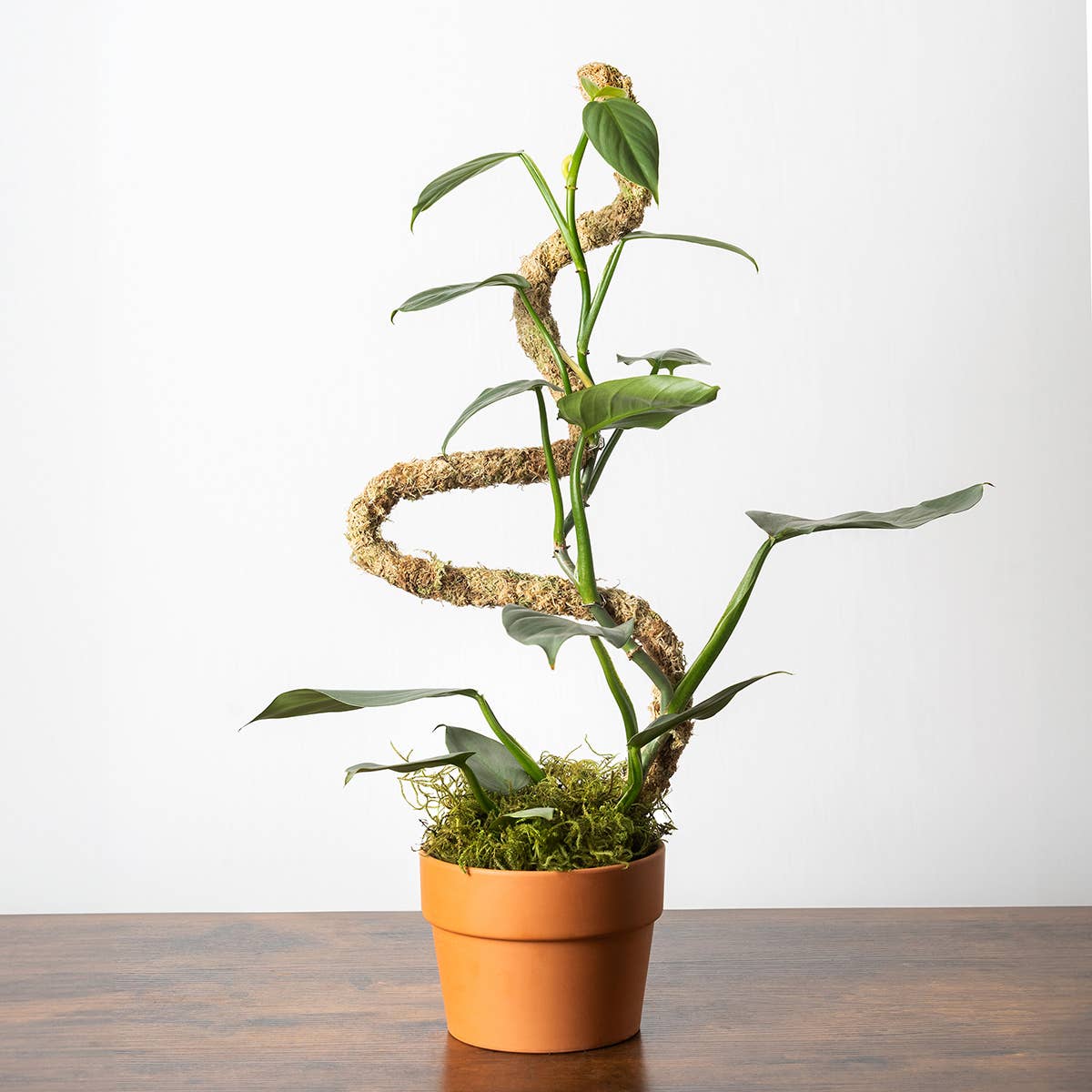 The SuperMoss Bendable SuperPole.: Coco Fiber Pole