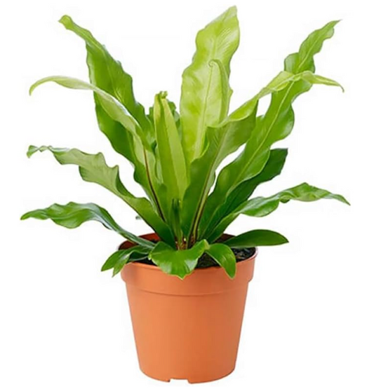 4" bird nest fern