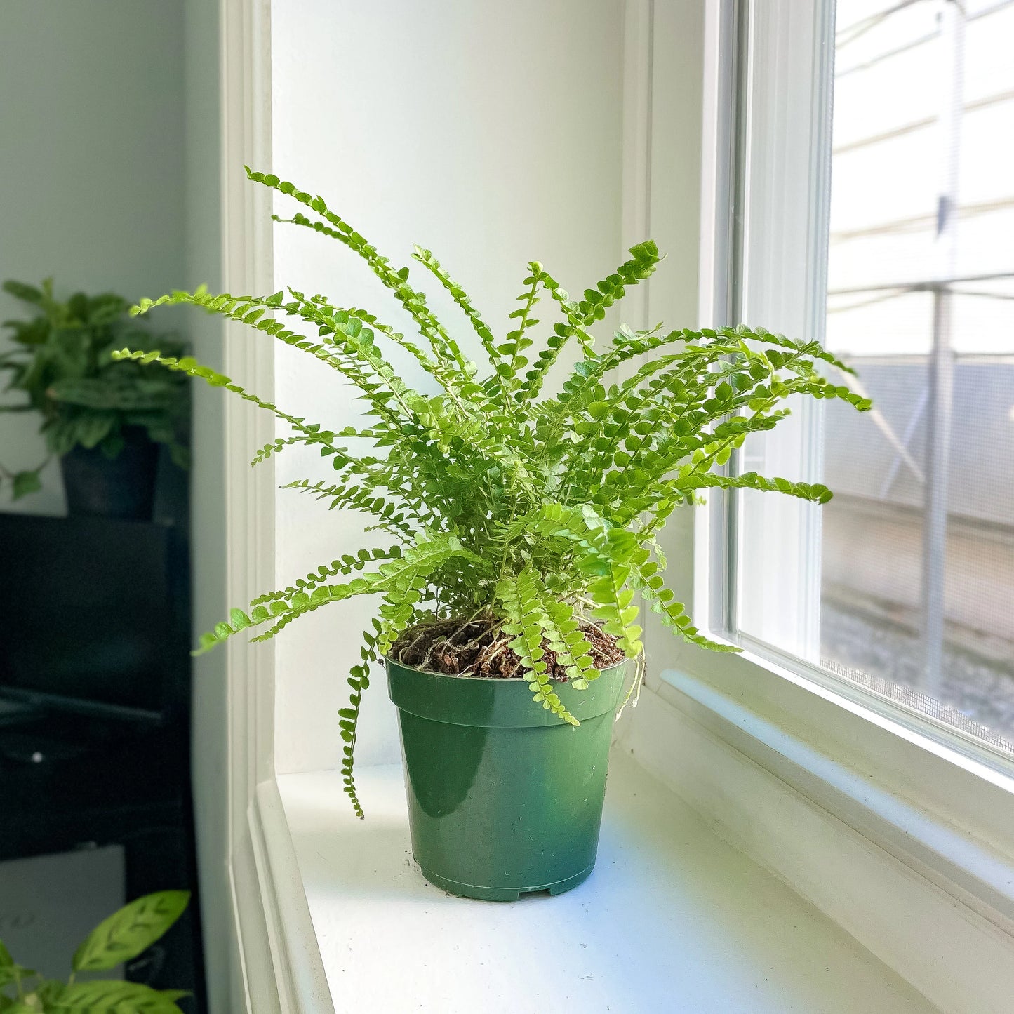 button fern 4"