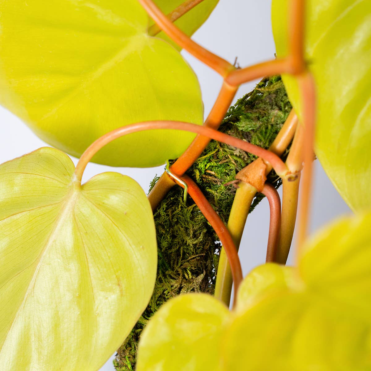 The SuperMoss Bendable SuperPole.: Coco Fiber Pole