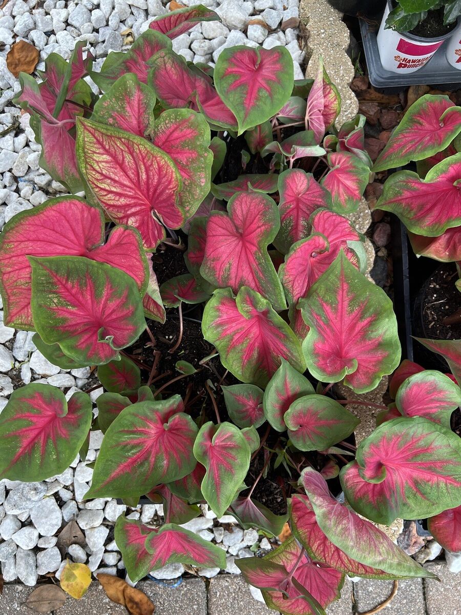 Caladium Bicolor 6"