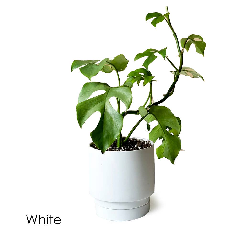 Casey Pots and Planters: White