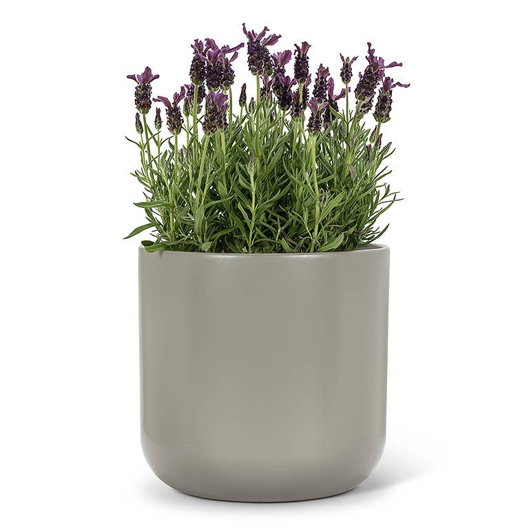 Xlg Classic Planter-Dk Grey-8"H