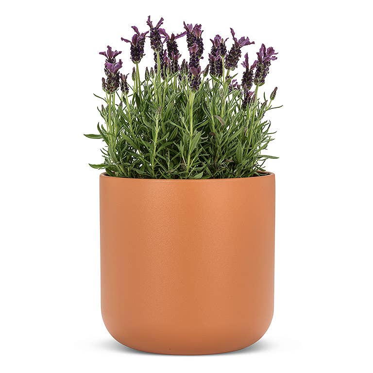 Xlg Classic Planter-Terracotta-8"H