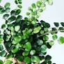 2" Button Fern