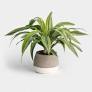 Dracena Lemon Lime 4"
