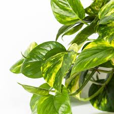 4" Epipremnum aureum 'Golden Pothos'