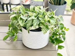 Marble Queen Pothos 4"