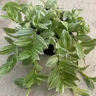 Wandering Tradescantia 4"