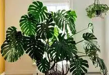 4" Monstera Deliciosa
