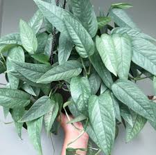 4" Cebu Blue Pothos