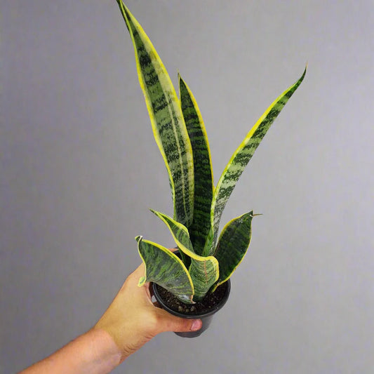 4" Sansevieria tri. var. laurentii 'Snake Plant'