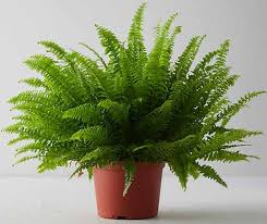 2" Boston Sword Fern