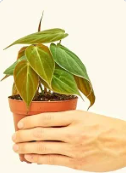 philodendron micans 4"