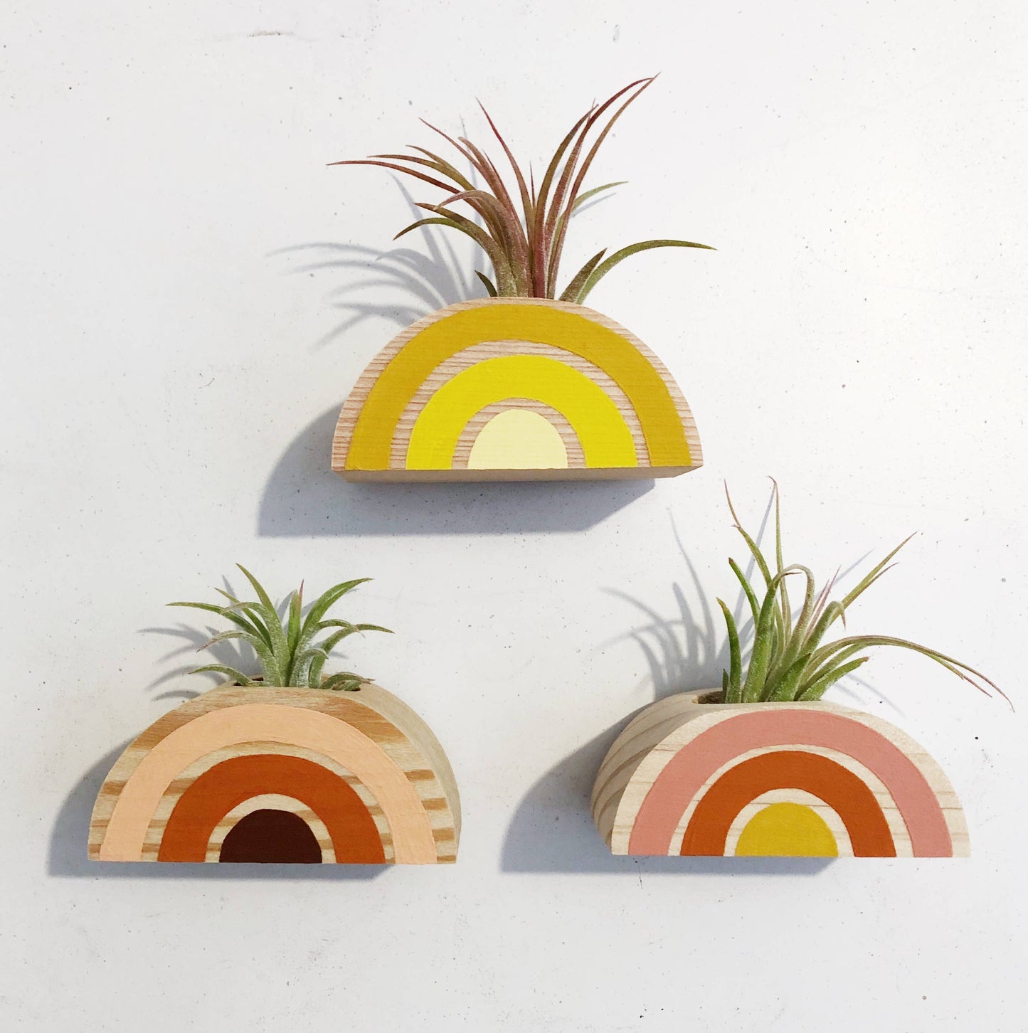 Rainbow Air Plant Magnet (PLANT INCLUDED)