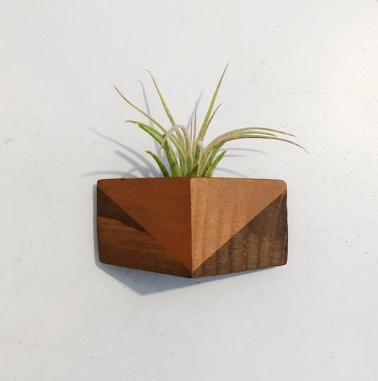 Triangle Air Plant Magnets (PLANT INCLUDED)