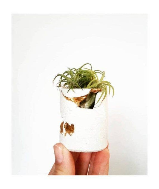 White w/ Gold-Perfectly Imperfect Mini Planter(w/AIR PLANT )