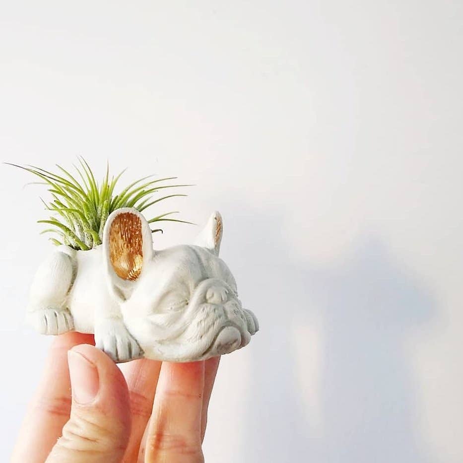 Concrete Frenchie Air Plant Holder