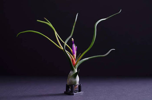 Tillandsia Bulbosa - Guatemala | Live Air Plant