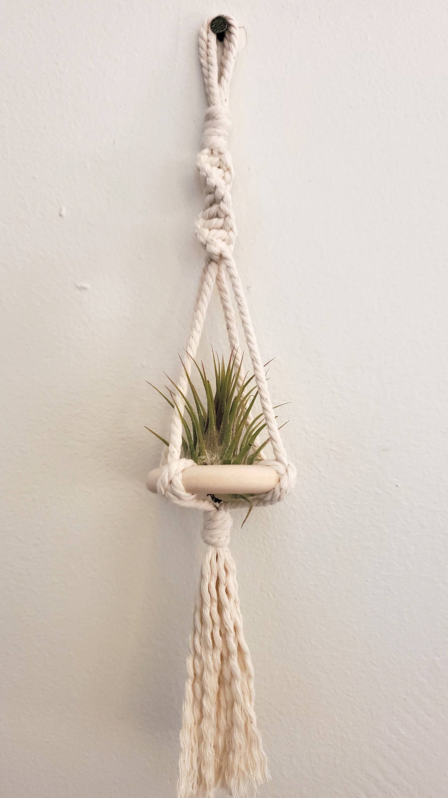 Hanging Wood Ring and Macrame Air Plant Display