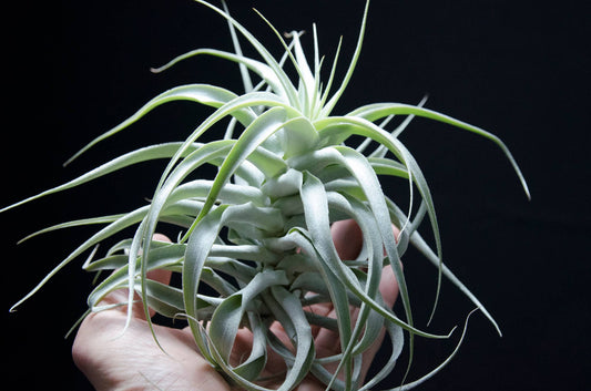 Tillandsia Cacticola Long Form Silver - Live Air Plants