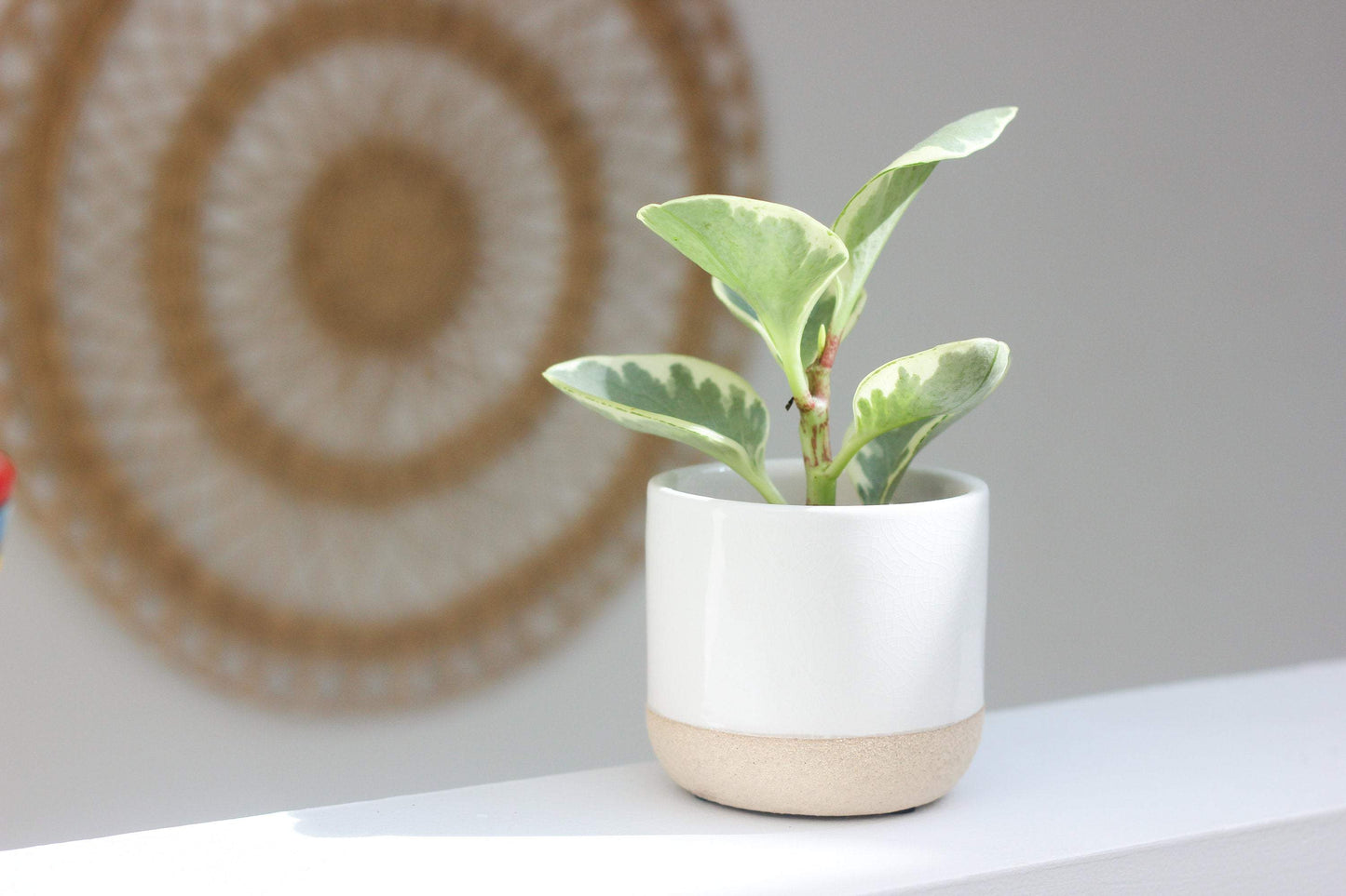 Ceramic Planter Pot White on Beige