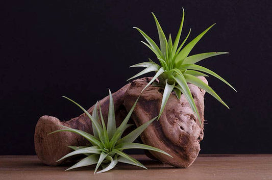 Tillandsia Brach Multiflora | Live Air Plant