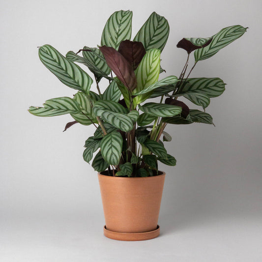 7" Tapered Signature Planter Pot & Saucer Set | Earth Tones Terracotta
