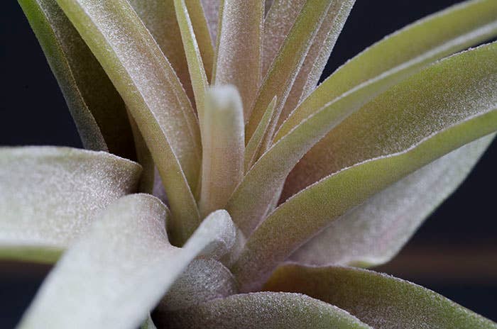 Peach Capitata - 2-3"