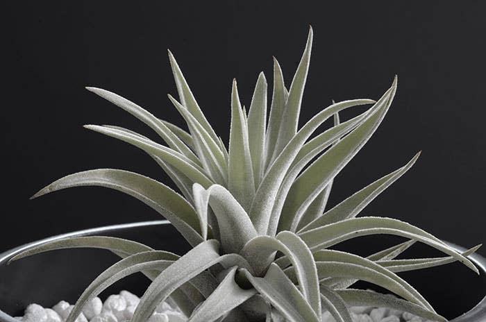 Tillandsia Harrisii | Live Air Plant