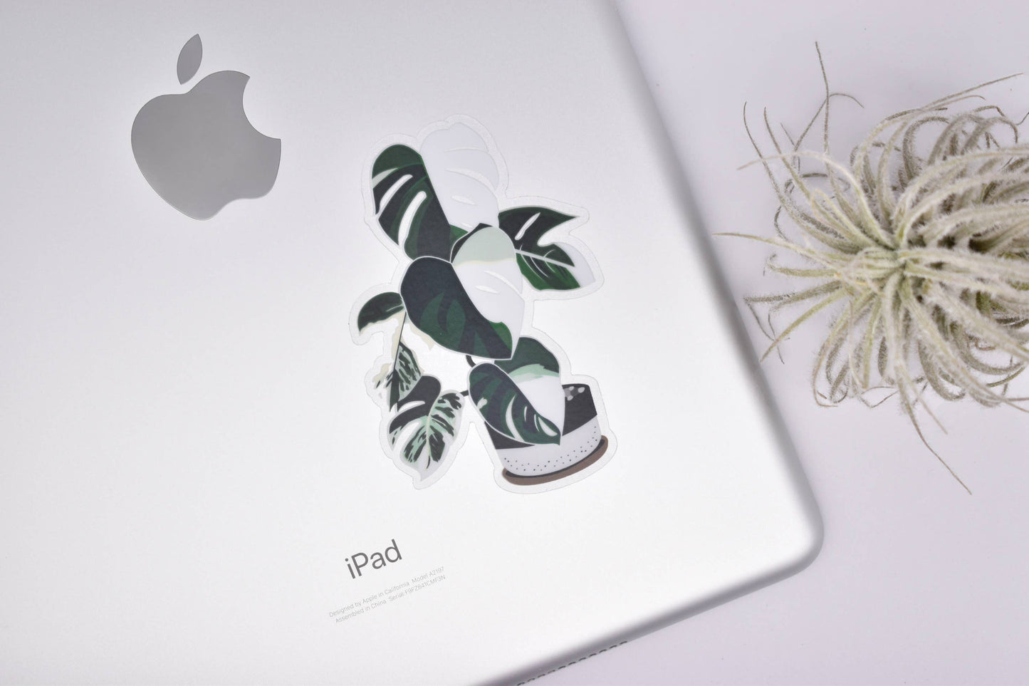 Monstera Variegata Clear Sticker