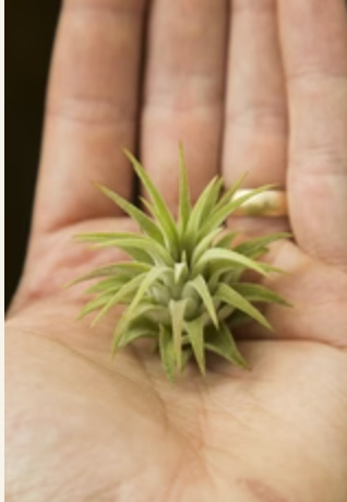 Ionantha Rubra Hardleaf