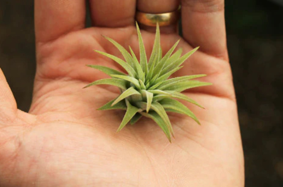 Ionantha Rubra Hardleaf small