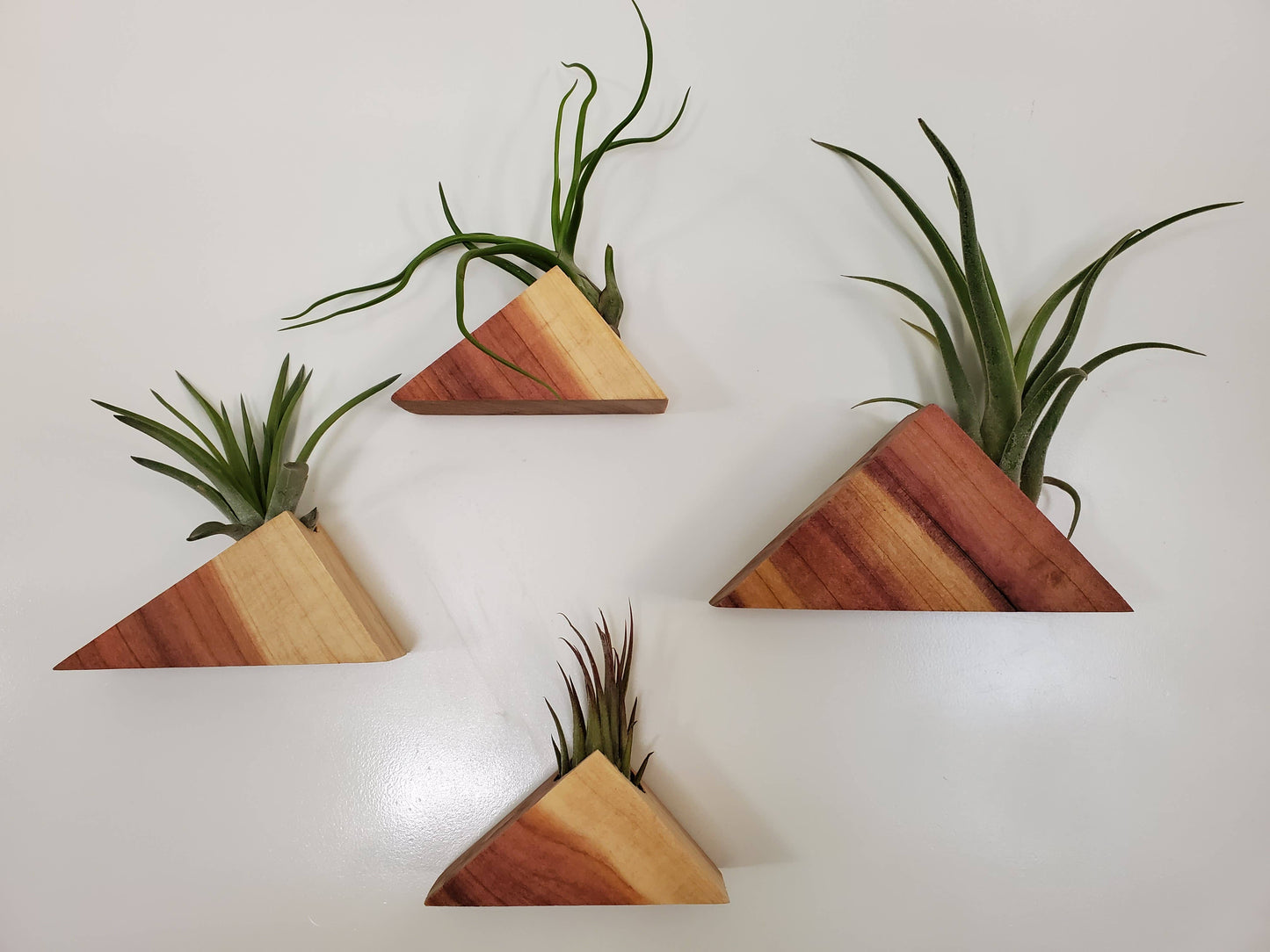 Red Cedar Magnetic Air Plant Display with Air Plant