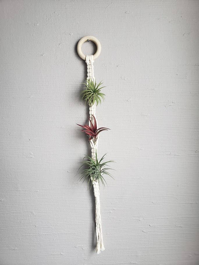 Air Plant Hanger Triple - White