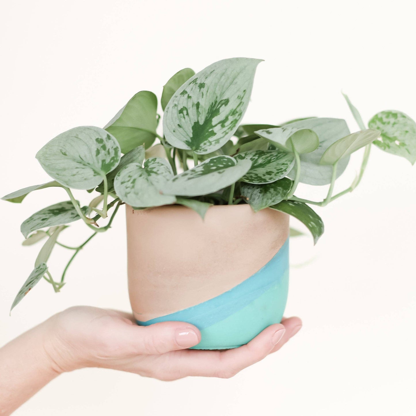 MP Classic Tulip 4 inch - San Juan Collection