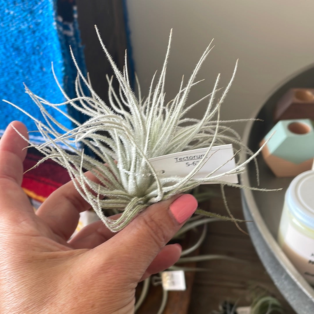 Tectorum 5-6”