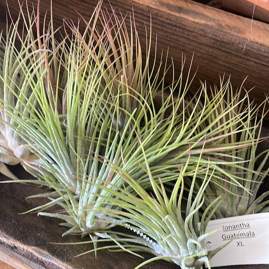 XL Ionantha Guatemala