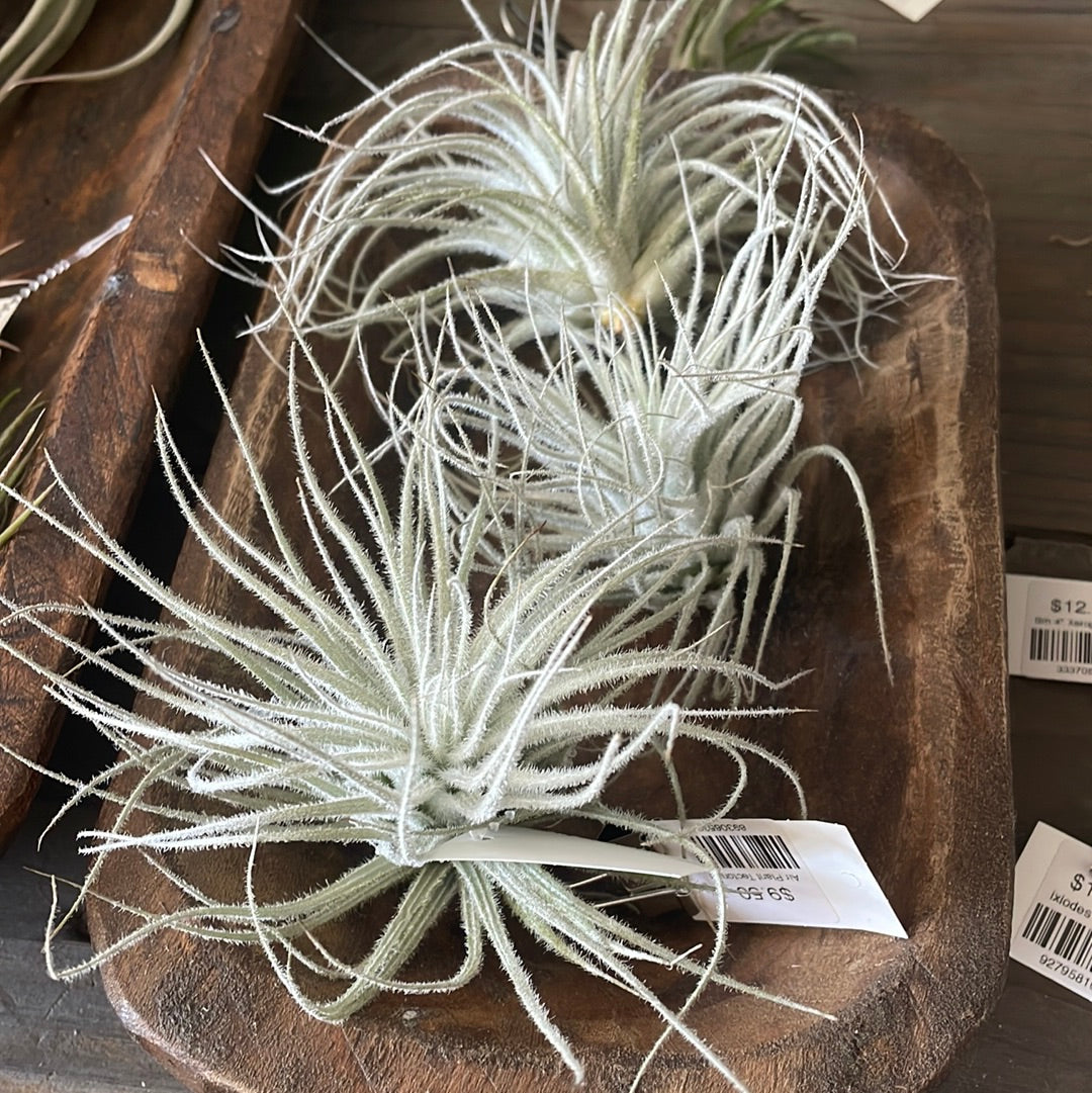 Tectorum 5-6”